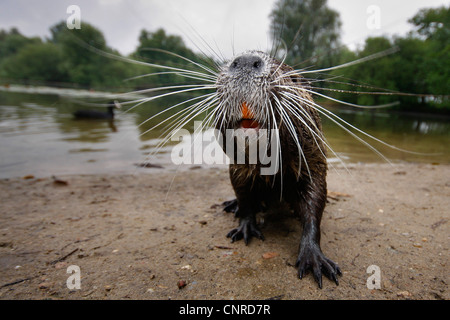 Nutrias, Nutria (Biber brummeln), Wideangel Fotografie am Ufer, Deutschland, Hessen, NSG Moenchsbruch Stockfoto