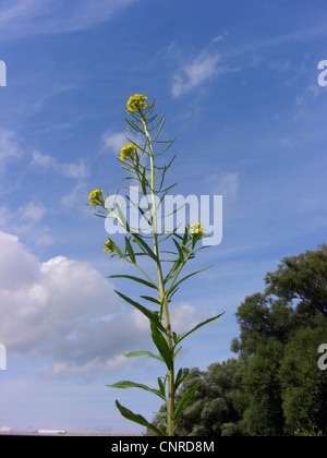 Melasse Senf, Wormseed Senf, Mauerblümchen Senf, Wurm-Samen Senf (Wegrauke Cheiranthoides), Blütenstand gegen Himmel, Deutschland, Sachsen-Anhalt Stockfoto