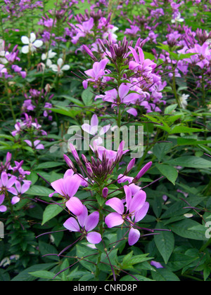 Spinne Blume (Cleome Hassleriana, Cleome Spinosa), blühen Stockfoto