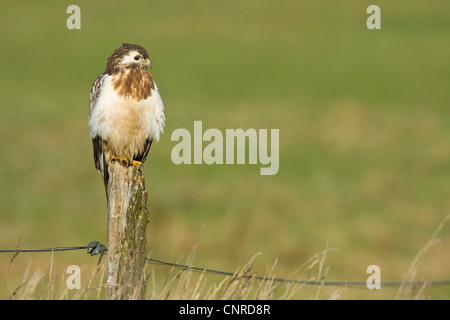 Eurasischer Bussard (Buteo Buteo), am Zaun, Deutschland, Rheinland-Pfalz Stockfoto