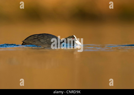 schwarzen Blässhuhn (Fulica Atra), schwimmt im Abendlicht, Deutschland, Nordrhein-Westfalen Stockfoto