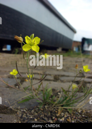 Wand-Rakete, ewige Wand-Rakete, Schleim-Blatt Wallrocket (Diplotaxis Tenuifolia), blühen im Hafen, Deutschland, Sachsen-Anhalt, Magdeburg Stockfoto