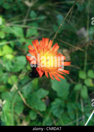 Grim-the-Collier, Orange Habichtskraut (Habichtskräuter Aurantiacum), Blütenstand, Deutschland, Nordrhein-Westfalen Stockfoto