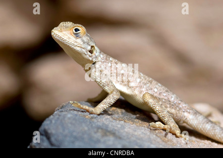 Namib Rock Agama (Agama Planiceps), Sonnenbaden auf einem Stein, Algerien, Sahara Stockfoto