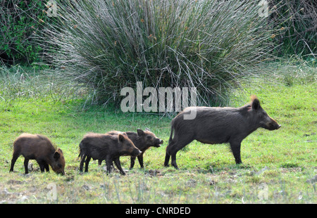 Wildschwein, Schwein, Wildschwein (Sus Scrofa), Weibchen mit hatte, Spanien, Andalusien, Cota Donana Nationalpark Stockfoto