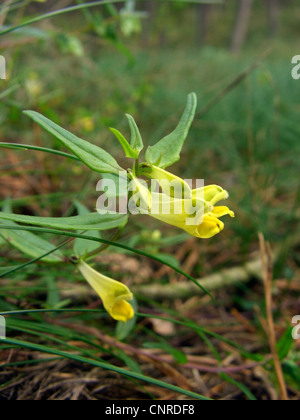 Kuh-Weichweizen (Melampyrum Pratense), blühen, Deutschland, Sachsen-Anhalt Stockfoto