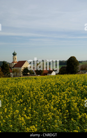 Ackersenf, Bereich Senf, Mais Senf (Sinapis Arvensis), Feld mit Kirche im Hintergrund, Langenbach, Grossenviecht, Bayern, Deutschland Stockfoto