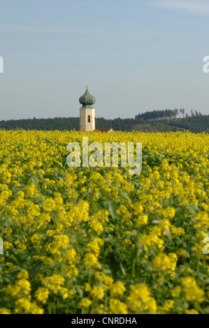 Ackersenf, Bereich Senf, Mais Senf (Sinapis Arvensis), Feld mit Kirche im Hintergrund, Langenbach, Grossenviecht, Bayern, Deutschland Stockfoto