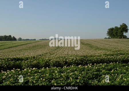 Kartoffel (Solanum Tuberosum), blühende Feld, Deutschland, Bayern Stockfoto