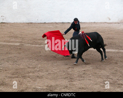 Stierkampf in der Stierkampfarena von Alcudia, Spanien, Balearen, Mallorca, Alcudia Stockfoto