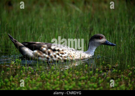 erklommene Ente (Lophonetta Specularoides, Anas Specularioides), schwimmt in der Gegend von Ufer eines Sees, Chile Stockfoto