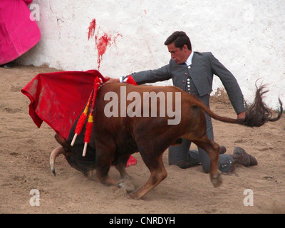 Stierkampf in der Stierkampfarena von Alcudia, Spanien, Balearen, Mallorca, Alcudia Stockfoto