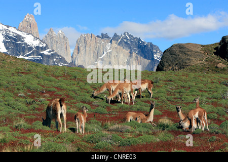 Guanako (Lama Guanicoe), weidenden Herde, Chile, Torres del Paine Nationalpark Stockfoto