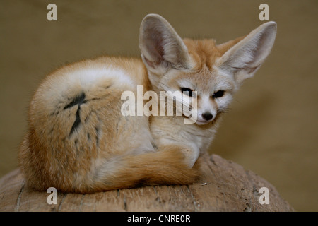 Fennec Fuchs (Fennecus Zerda, Vulpes Zerda), liegend auf einem Baumstamm Stockfoto