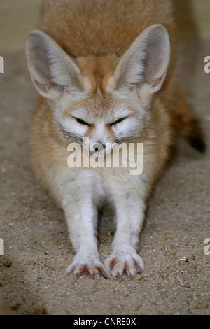 Fennec Fuchs (Fennecus Zerda, Vulpes Zerda), erstreckt sich in Richtung zur Kamera Stockfoto