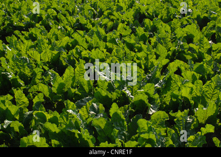 Zuckerrübe (Beta Vulgaris var. Altissima), Bereich der Zuckerrüben, Deutschland, Bayern Stockfoto