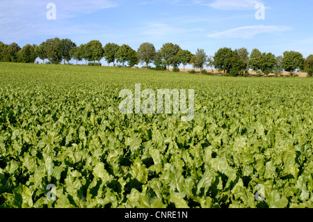 Zuckerrübe (Beta Vulgaris var. Altissima), Bereich der Zuckerrüben, Deutschland, Bayern Stockfoto