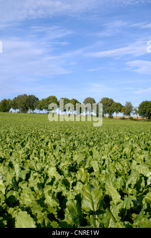 Zuckerrübe (Beta Vulgaris var. Altissima), Bereich der Zuckerrüben, Deutschland, Bayern Stockfoto