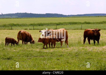 Limousin-Rinder, Hausrind (Bos Primigenius F. Taurus), in einer Weide, Deutschland, Bayern Stockfoto