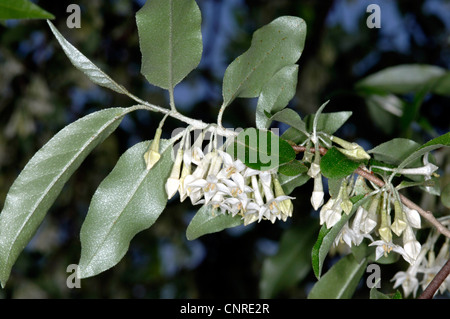 Herbst-Olive, Herbst Ölweiden, Autum Olive (Elaeagnus Umbellata), blühende Zweig Stockfoto
