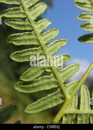 Adlerfarn Farn (Pteridium Aquilinum), Detail des Flugblattes, senken Sie Seite, Deutschland, Nordrhein-Westfalen Stockfoto