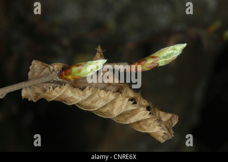 gemeinsamen Hainbuche, Europäische Hainbuche (Carpinus Betulus), Blatt-shooting mit der letztjährigen Blatt, Deutschland, Bayern Stockfoto
