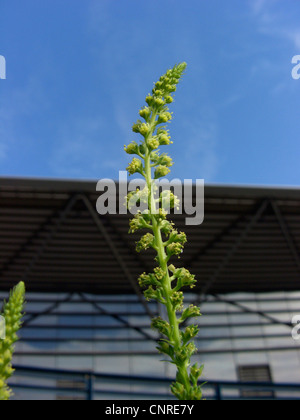 Schweißnaht (Reseda Luteola), Blütenstand vor der Jahrhunderthalle Bochum, Deutschland, Nordrhein-Westfalen, Ruhrgebiet, Bochum Stockfoto