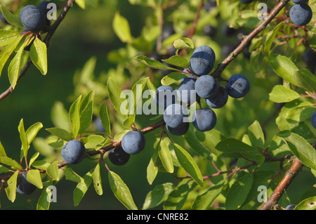 Schlehe, Schlehe (Prunus Spinosa), Zweig mit reifen Früchten, Deutschland Stockfoto