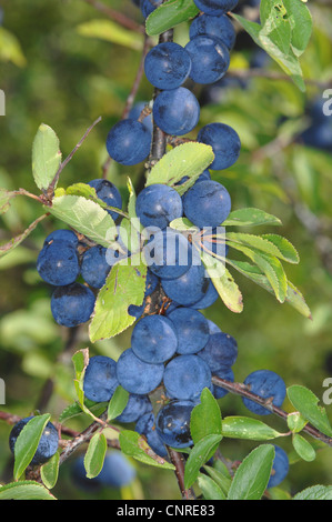 Schlehe, Schlehe (Prunus Spinosa), Zweig mit reifen Früchten, Deutschland Stockfoto