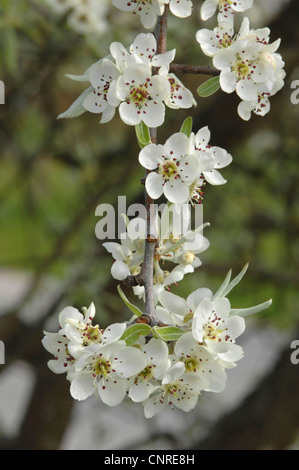 Willow blätterte Birne (Pyrus Salicifolia), blühen Stockfoto