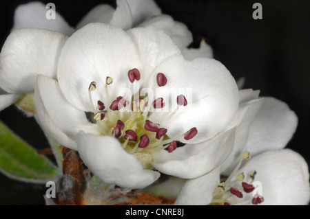 Willow blätterte Birne (Pyrus Salicifolia), blühen, Blüte Stockfoto