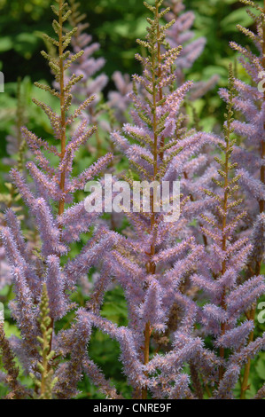 Falsche Ziege Bart (Astilbe Arendsii, Astilbe X arendsii, Astilbe Arendsii-Hybride), blühen Stockfoto