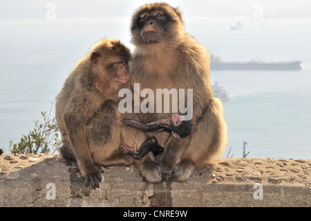 Barbary Affe, Berberaffe (Macaca Sylvanus), Familie auf dem Felsen von Gibraltar, Großbritannien, Gibraltar Stockfoto