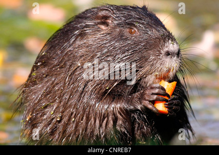 Nutrias, Nutria (Biber brummeln), Fütterung auf eine Karotte Stockfoto