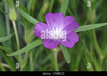 gemeinsame Corncockle (Agrostemma umbellatum), Blume, Deutschland, Bayern Stockfoto