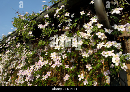 Clematis, Jungfrauen-Bower (Clematis spec.), blühen Stockfoto