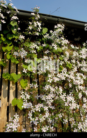 Clematis, Jungfrauen-Bower (Clematis spec.), blühen Stockfoto