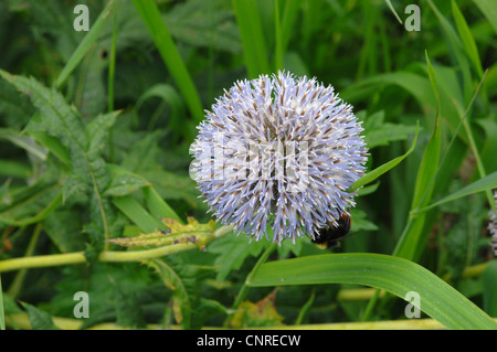 Russische Globe Thistle, großer Globus-Distel (Echinops Exaltatus), Blütenstand, Deutschland, Bayern Stockfoto