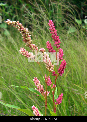 Dock-Blatt Smartweed (Persicaria Lapathifolia SSP. Lapathifolia, Polygonum Lapathifolium SSP. Lapathifolium), Blütenstände mit verschiedenen Farben, Deutschland, Sachsen-Anhalt Stockfoto