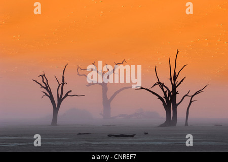 Nebel und Baum Leichen im Dead Vlei, Namibia Sossusvlei Stockfoto