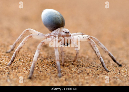 White Lady, Rad-Spinne (Radspinne), tanzen, auf sandigem Boden, Namibia Stockfoto