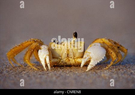 Ghost-Krabbe, Fiedlerkrabbe (Ocypodidae, Ocypode), auf sandigem Boden, USA, Florida, Sanibel Island Stockfoto