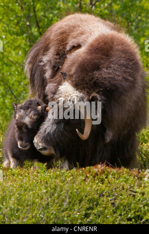 Moschusochsen (Ovibos Moschatus), Kuh mit Kalb, Norwegen Dovrefjell Sunndalsfjella National Park Stockfoto