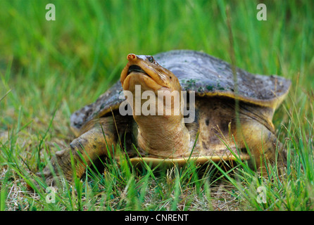 Florida Softshell Schildkröte (Apalone Ferox, Trionyx Ferox), Fuß Throug Rasen, USA, Florida, Everglades Nationalpark Stockfoto