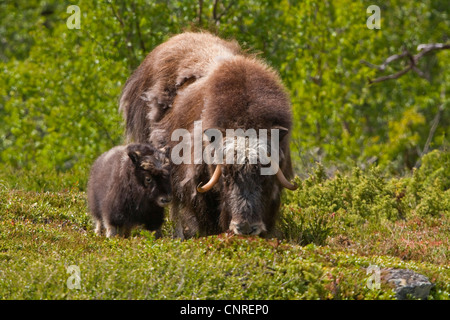 Moschusochsen (Ovibos Moschatus), Kuh mit Kalb, Norwegen Dovrefjell Sunndalsfjella National Park Stockfoto