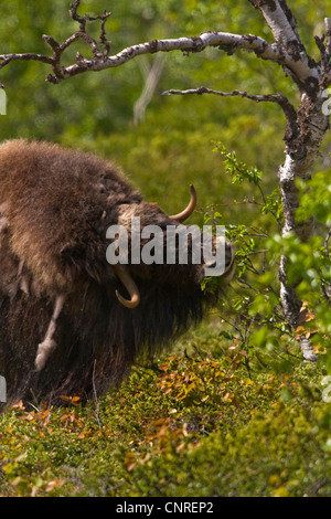 Moschusochsen (Ovibos Moschatus), Kuh grasen, Norwegen Dovrefjell-Sunndalsfjella-Nationalpark Stockfoto