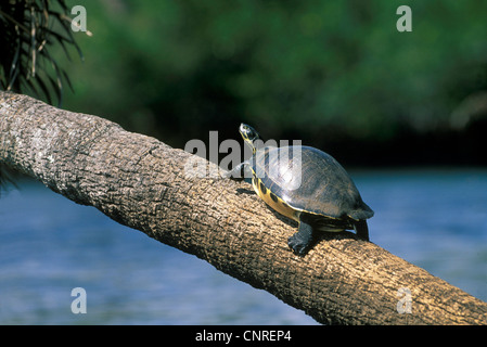 Rotbauch-Schildkröte, American Rotbauch Schildkröte (Pseudemys Rubriventris Rubriventris), Klettern auf einen Baumstamm, Sonnen, USA, Florida Stockfoto