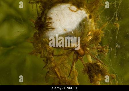 Europäische Wasserspinne (Argyroneta Aquatica), weibliche Leben Bell, Deutschland, Bayern, Chiemsee Stockfoto