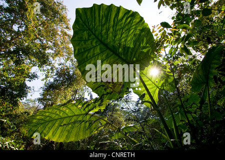 Nacht-duftende Lilie, Riesen aufrecht Elefanten Ohr, Elefanten-Ohr (Alocasia Odora), Blätter im Gegenlicht, Laos Stockfoto