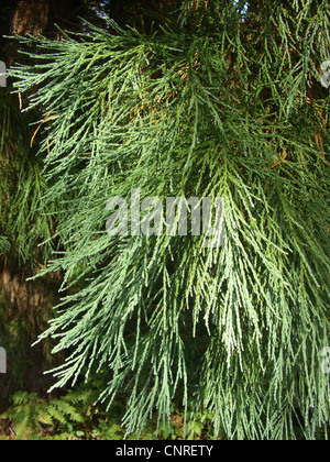 Mammutbaum, Giant Redwood (Sequoiadendron Giganteum), Zweige Stockfoto